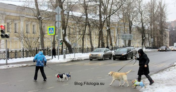 4 собаки переходят через улицу  вместе с хозяевами. Зима в Москве (700x366, 64Kb)