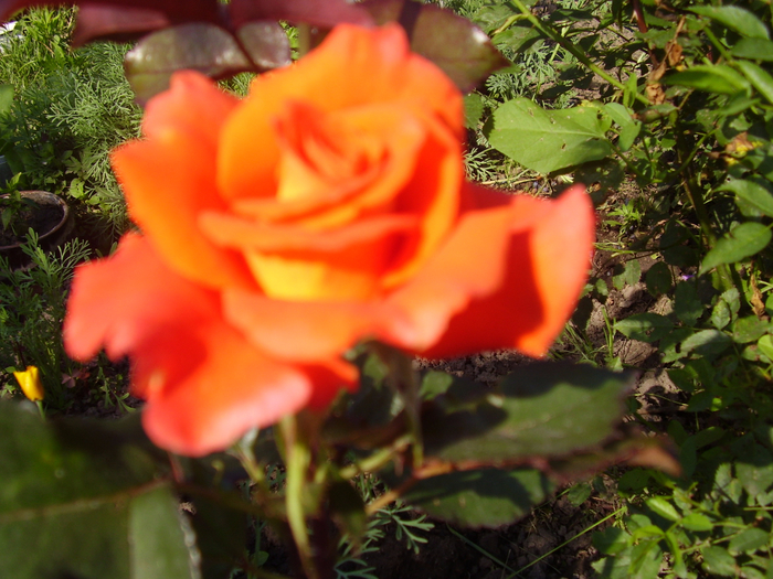 P1010055 (700x525, 462Kb)