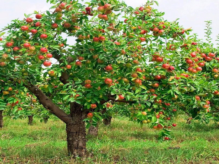 119114__apple-garden-apple-tree_p (700x525, 588Kb)