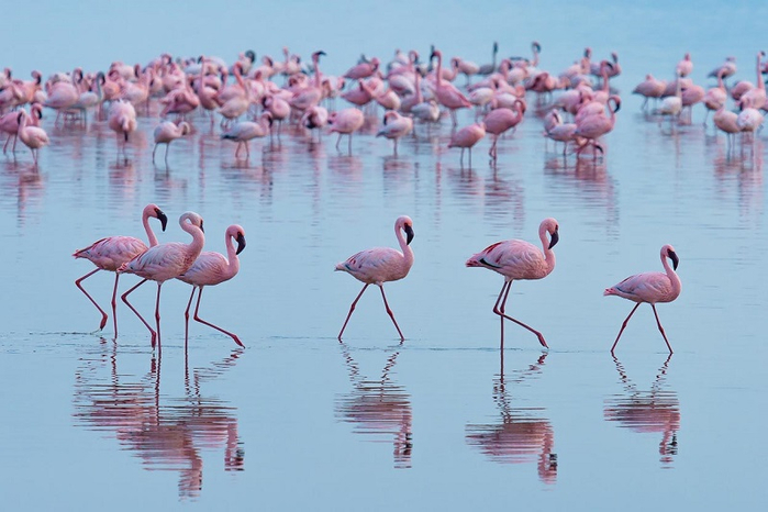 2- озовые фламинго на озере Накуру в Кении (700x466, 277Kb)