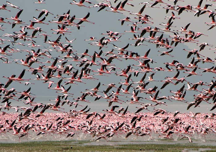 4- озовые фламинго на озере Накуру в Кении (700x494, 531Kb)