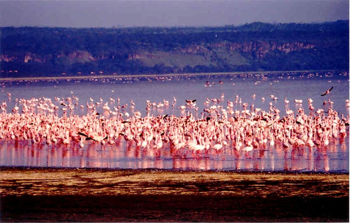 Flamingo Nakuru safari (700x443, 386Kb)