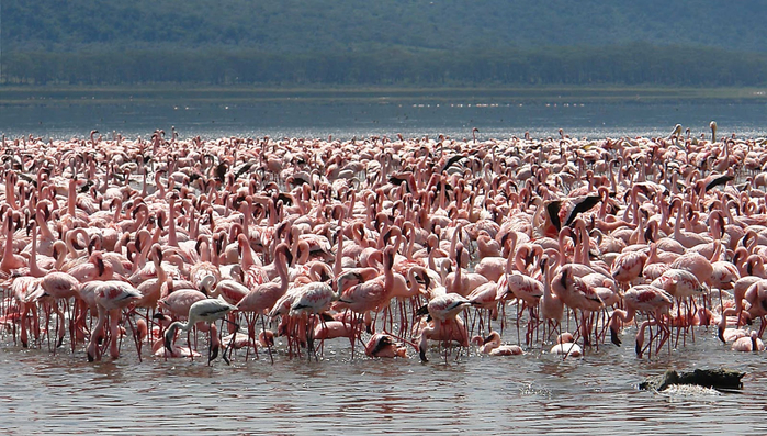 Озеро Накуру, Кения  Lake Nakuru, Kenya Best Hd wallpapers, foto, picture, Красочные фотографии райских озер для рабочего стола, обои в высоком качестве хд, места где стоит побывать, озера мира02 (700x397, 432Kb)