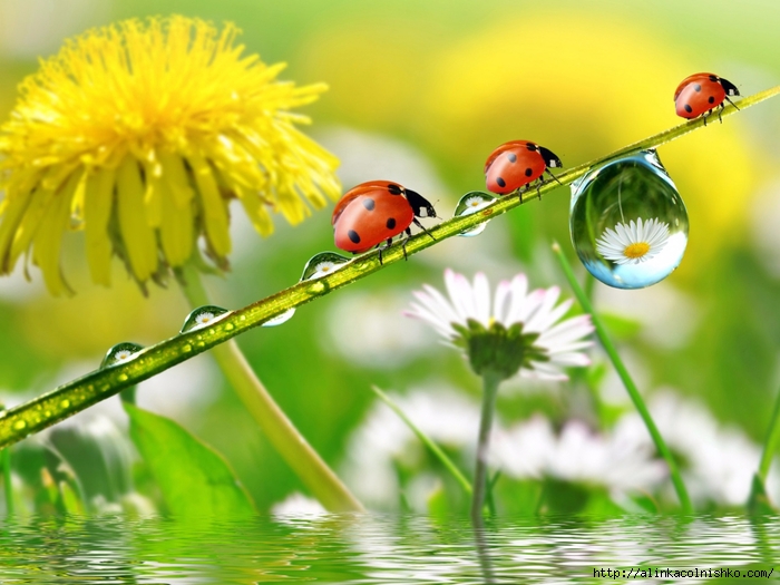 dandelions_ladybugs_drops_nature-1280x960 (700x525, 248Kb)