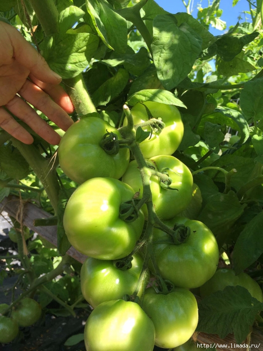grow-tomatoes-5-secrets-apieceofrainbowblog-4 (525x700, 281Kb)