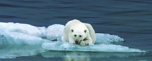 gif-polar-bear-Favim.com-2227996 (500x200, 896Kb)