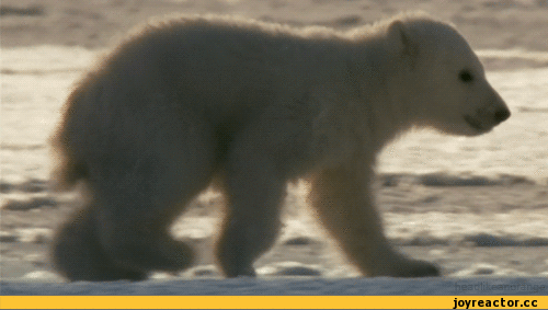 гифки-Белый-медведь-умка-песочница-622025 (500x283, 1060Kb)