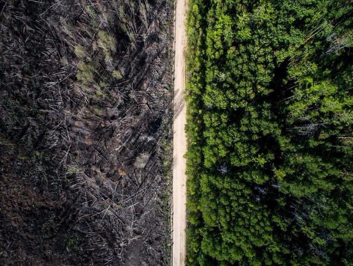 Дорога, остановившая лесной пожар (700x527, 446Kb)