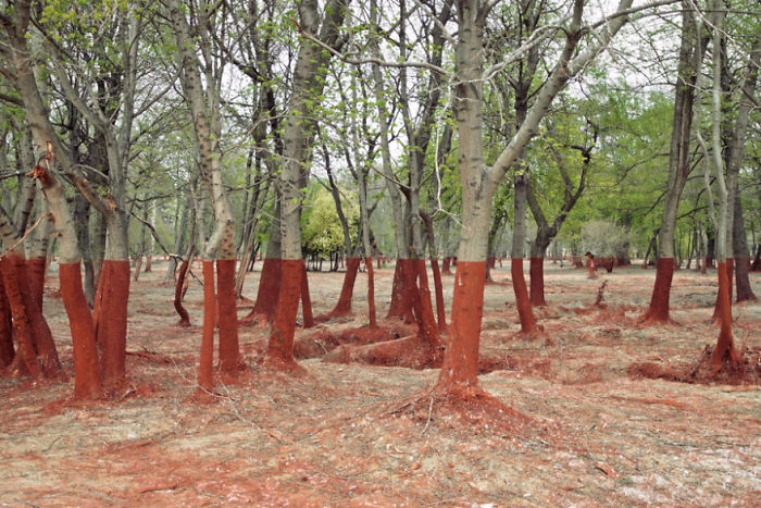 Тонкая красная линия. Это - мертвый лес в Венгрии, убитый утечкой алюминия (700x467, 408Kb)