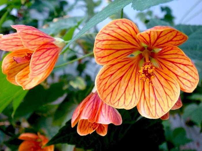 abutilon-37 (700x525, 389Kb)