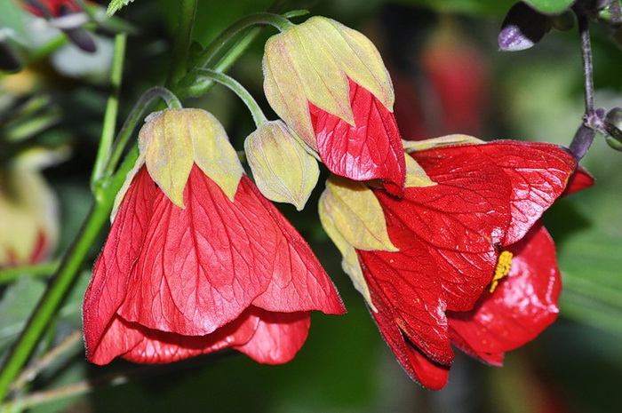 abutilon-41 (700x465, 357Kb)