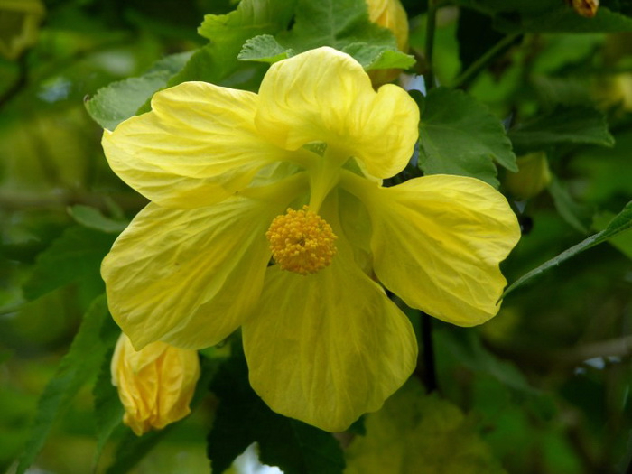 abutilon-30 (700x525, 297Kb)