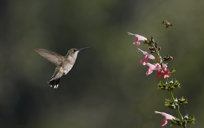 hummingbird12 (700x437, 165Kb)
