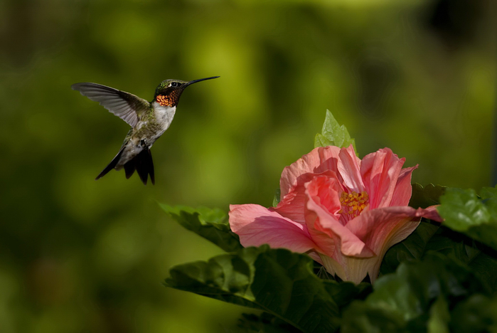 hummingbird20 (700x468, 243Kb)