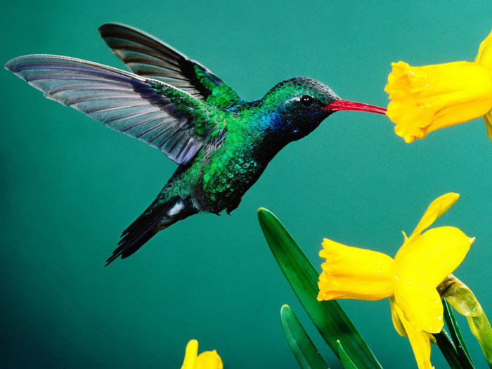 hummingbird24 (700x525, 420Kb)