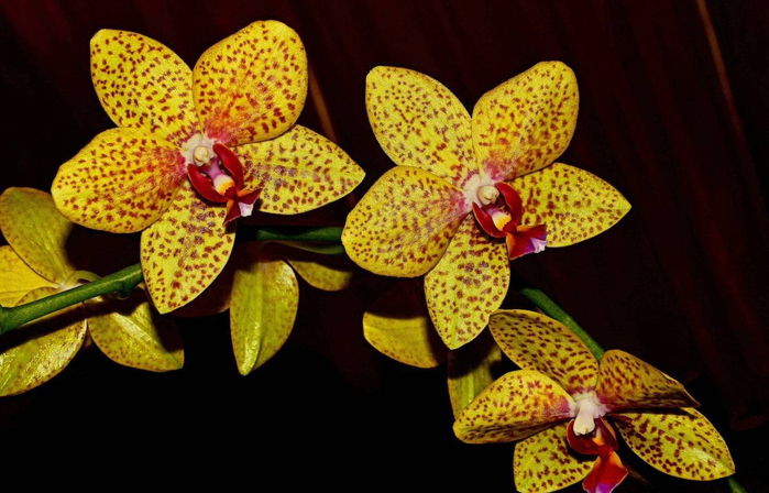 Золотая-орхидея (700x448, 333Kb)