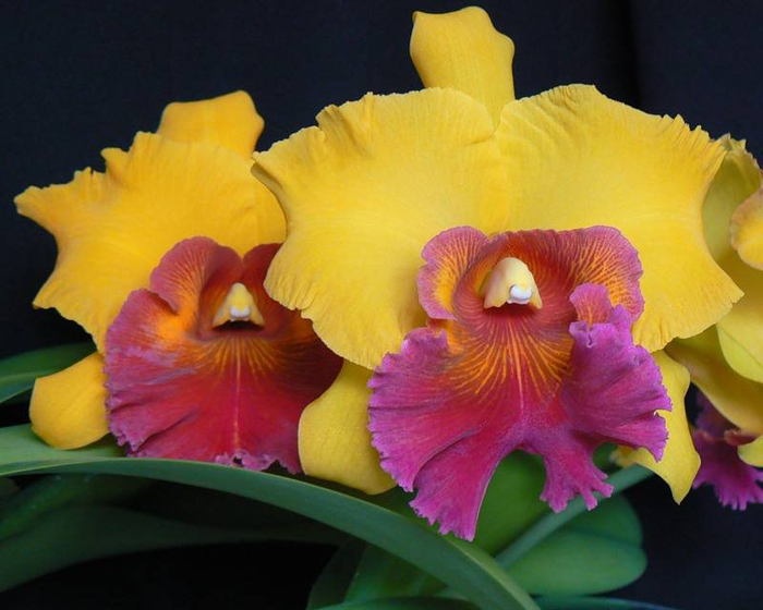 Орхидея-Каттлея-фото (700x560, 321Kb)