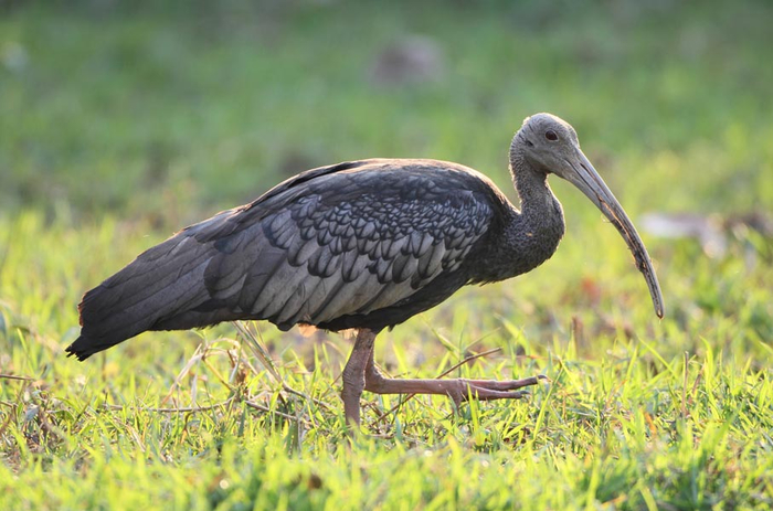 giant-ibis-walk (700x463, 339Kb)