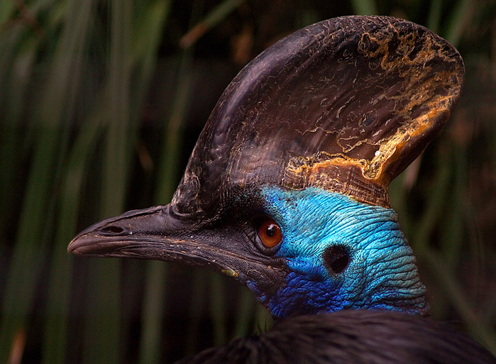 35_cassowary (700x513, 462Kb)