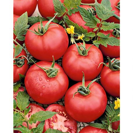 tomato-malinowy-warszawski (458x458, 48Kb)