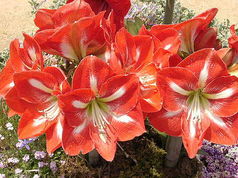 3937411_hippeastrum_hybridum_1 (480x360, 75Kb)