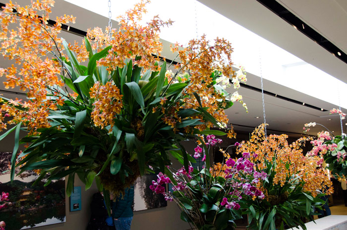 Chicago-Botanic-Garden-Orchid-Show-11 (700x464, 141Kb)