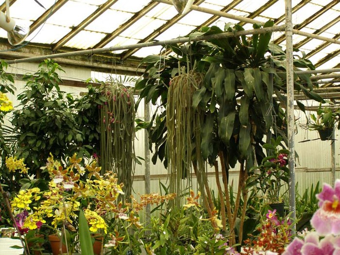 Теплица орхидей в пушкино. Лост Орхидея оранжерея. Оранжерея орхидей в Москве Ботанический сад. Теплица для орхидей. Оранжерея с орхидеями в доме.