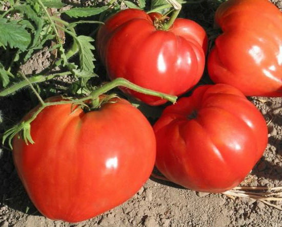 kharakterystyka-sortu-tomativ-bychache-sertse (550x444, 78Kb)