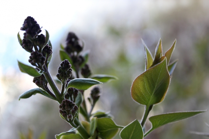 4052195_IMG_0051 (700x466, 181Kb)