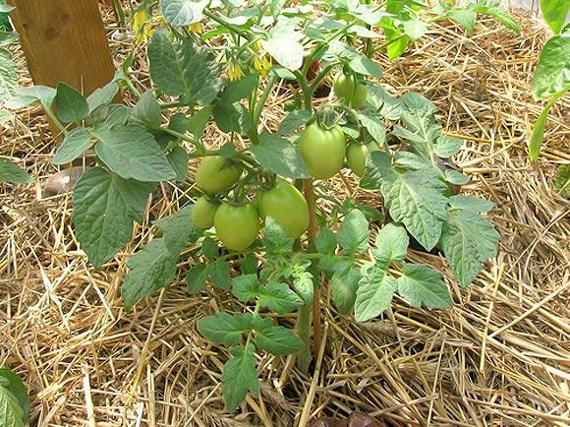 Mulchirovanie-tomatov-solomoj (570x427, 377Kb)