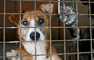 dogs_prison (360x230, 41Kb)