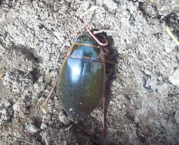 copy (700x567, 509Kb)