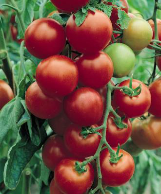Tomato alicante (1) (330x399, 124Kb)