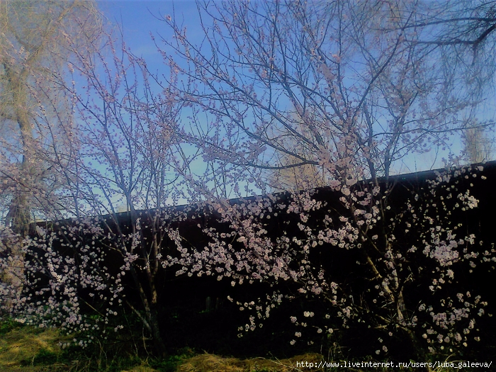 Фото1027 (700x525, 432Kb)