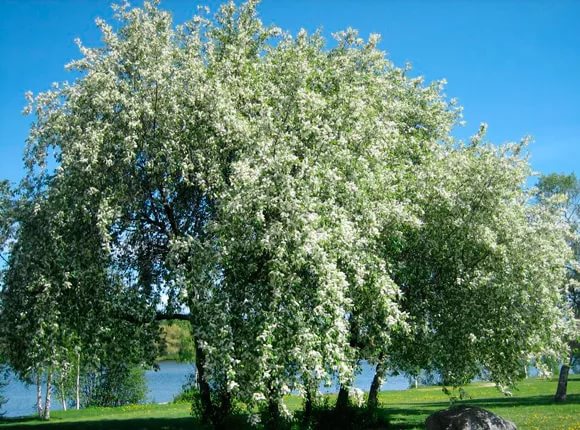 Королева Весны | Зарисовки лучезарной Ашатан | Дзен