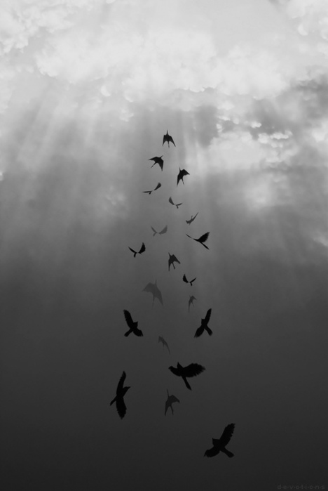birds-black-and-white-gorgeous-heaven-Favim.com-1317757 (468x700, 44Kb)