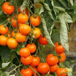 tomat-cherri-zlatovlaska_01_thumb (1) (250x250, 14Kb)