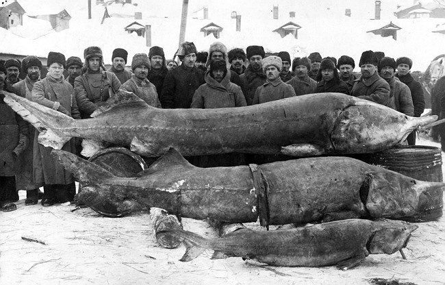 Fishermen of the Volga river, Russia, with their impressive catch, 1924 (650x416, 73Kb)