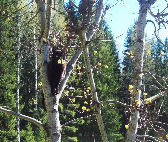 copy 7 - Kopia (700x590, 558Kb)