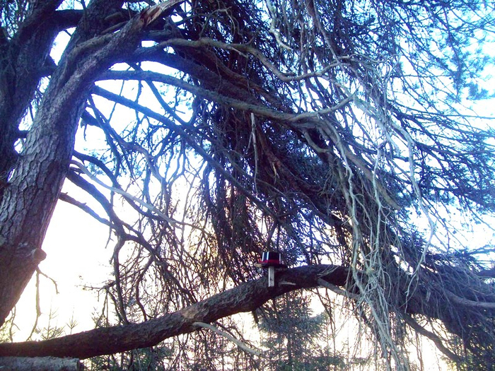 101_4170 (700x525, 617Kb)