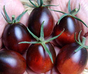 Tomato-new_Indigo-Ruby (300x252, 22Kb)