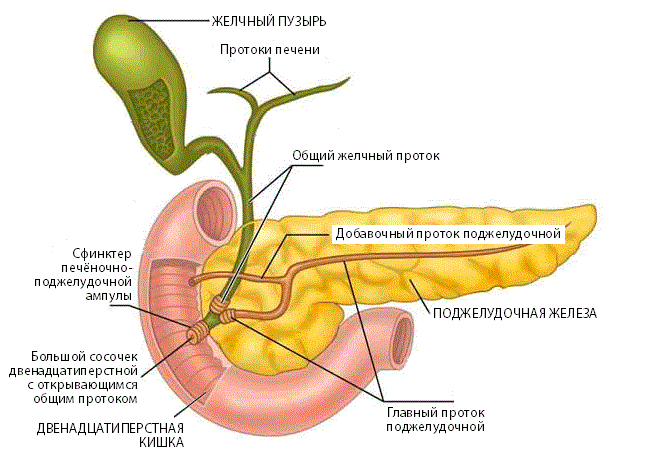 patogenez-ostrogo-pankreatita (657x452, 54Kb)