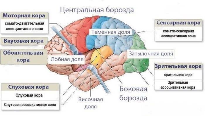 neyroplastichnost-mozga (700x397, 96Kb)