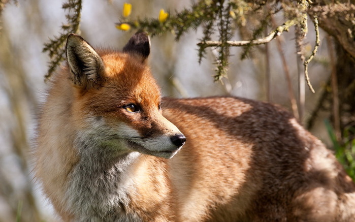 www.GetBg.net_Animals___Wolves_and_Foxes_____Fox_Sunny_day_087685_ (700x437, 104Kb)