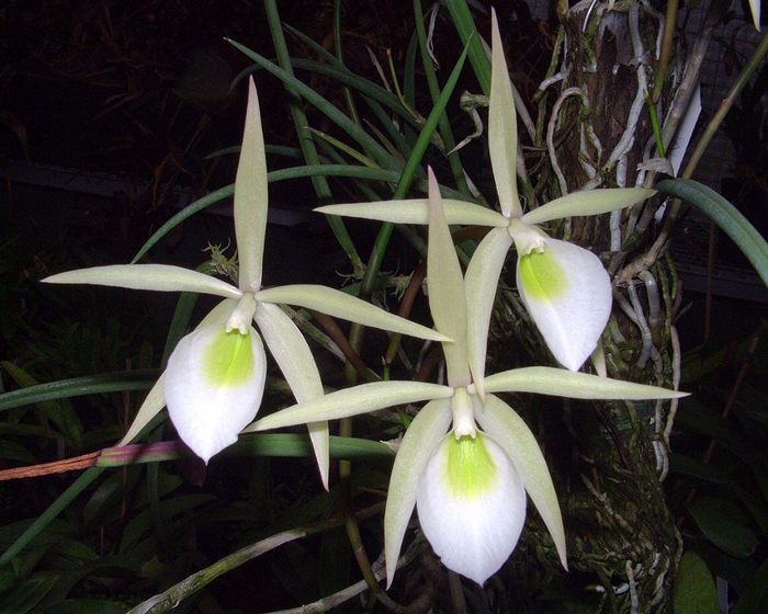 Brassavola_flagellaris_Orchi_05 (700x560, 450Kb)