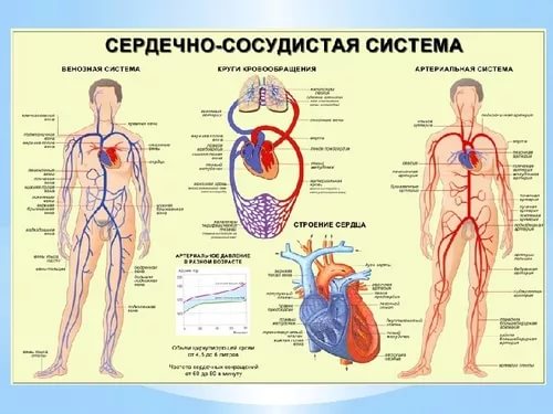 3925311_serdechnososydistaya_sistema (500x375, 40Kb)