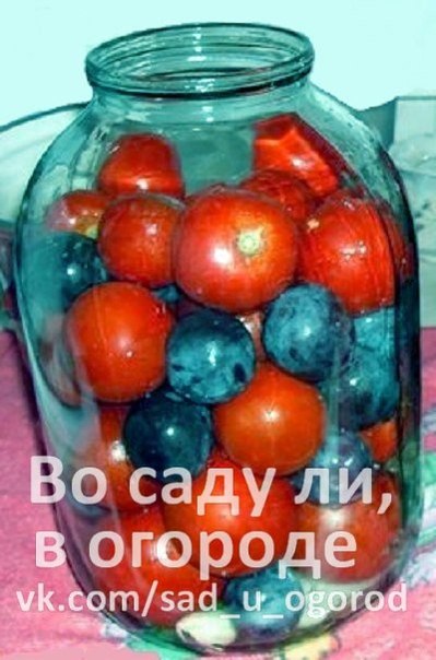 pomidory_s_sinimi_slivami_-_nahodka_zimoy (399x604, 57Kb)