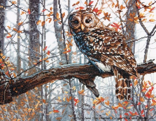 Wise Owl (598x466, 315Kb)
