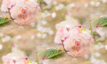  romantic-rozy-roses-lepestki-flowers-pink-2 (700x420, 264Kb)
