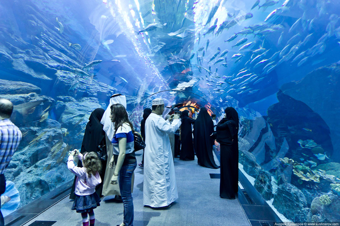 dubai_aquarium11 (700x466, 505Kb)